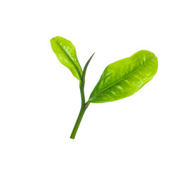  tea leaves isolated on white background