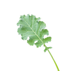 Kale vegetables isolated on white background