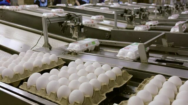 Eggs are moving along the production line. Sorting shop at a poultry farm. Agro-industrial company.