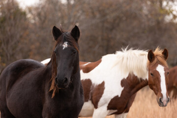 Fototapeta premium Mustangs Sanctuary 