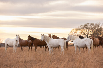 Mustangs Sanctuary 