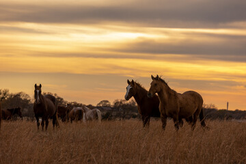 Mustangs Sanctuary 