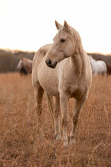 Obraz premium Mustangs Sanctuary 