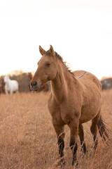 Fototapeta premium Mustangs Sanctuary 