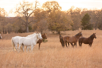 Fototapeta na wymiar Mustangs Sanctuary 
