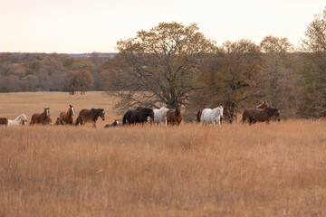 Fototapeta na wymiar Mustangs Sanctuary 
