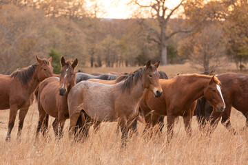 Obraz na płótnie Canvas Mustangs Sanctuary 