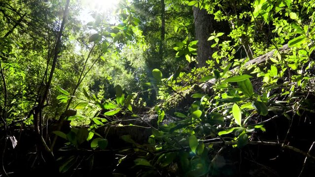 Close up of bushes in foreground and bright sun beams shining through dense green rainforest at daytime