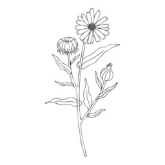 Calendula flower isolated on white background, botanical hand drawn doodle sketch marigold, vector illustration for design package tea, cosmetic, natural medicine, greeting card, wedding invitation