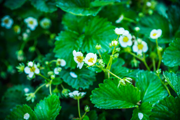 Blooming strawberry plant in the garden. Selective focus.