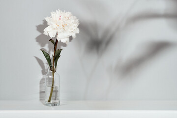 Elegant white peony flower on table wall background. Template for text or artwork, trendy shadows