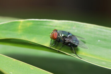 A fly insect on leaf
