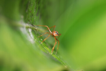 A mimic red ant on leaf