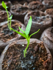Home-grown small pepper plants growing on a window sill. Indoor gardening and germinating seedlings. Food growing