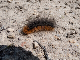 Close-up shot of the brown, furry caterpillar of the garden tiger moth (Arctia caja) crawling on a ground in sunlight