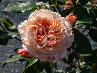 Extremely full apricot and soft pink rose flower boom with dark background in the sunlight