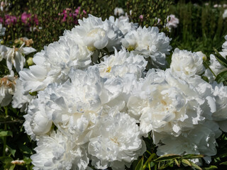Beautiful floral scenery of white, full, double rich peonies with blurred green garden in background. Close-up of bouquet of peonies in sunlight