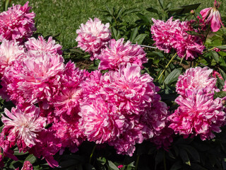 Beautiful floral scenery of pink, full, double rich peonies with blurred green garden in background. Close-up of bouquet of peonies in sunlight
