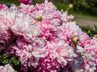 Beautiful floral scenery of pink, full, double rich peonies with blurred green garden in background. Close-up of bouquet of peonies in sunlight