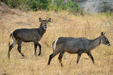 Gazelle