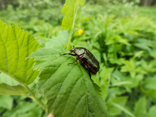 Macro shot of beautiful, metallic, shiny green and copper beetle (Protaetia cuprea) on green leaf in summer