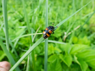 Close-up of the burying beetle (Nicrophorus vespillo) with ticks on wings sitting on a grass blade....