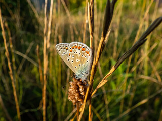 Close-up of the adult common blue butterfly or European common blue (Polyommatus icarus) with visible underside of closed wings on a grass stem in golden light