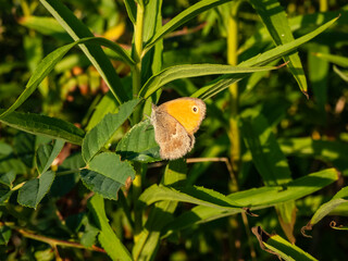 The small heath (Coenonympha pamphilus) with closed wings resting on a plant - on the upper side it is reddish yellow and the forewing have a prominent dark spot near the wing tip