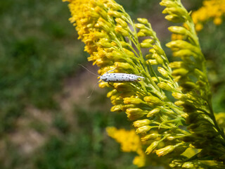 The bird-cherry ermine (Yponomeuta evonymella) on yellow flower in sunlight. The forewings are white with rows of small black spots. The moth is resting, the wings are placed close to body