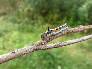 Macro shot of the caterpillar of the grey dagger (Acronicta psi) on a branch outdoors in sunlight. Larva is quite hairy, greyish, with red spots along the sides, it has a distinctive horn