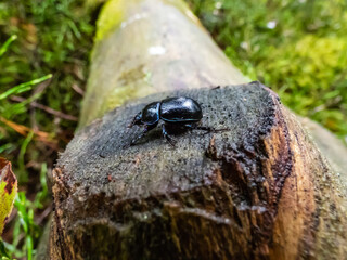 Close-up shot of earth-boring dung-beetle or dor beetle (Geotrupes stercorarius). Lustrous and dark beetle with a bluish sheen, having long rows of points on elytrons