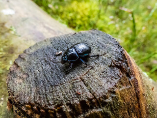 Close-up shot of earth-boring dung-beetle or dor beetle (Geotrupes stercorarius). Lustrous and dark beetle with a bluish sheen, having long rows of points on elytrons