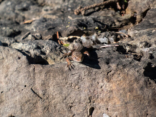Viviparous lizard or common lizard (Zootoca vivipara) with detached tail sunbathing in the brigth sun on rock. Detailed view of head and eye