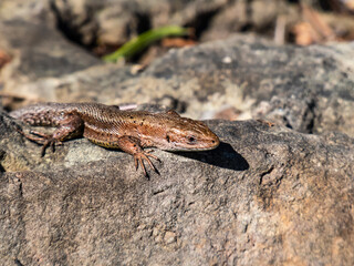 Viviparous lizard or common lizard (Zootoca vivipara) with detached tail sunbathing in the brigth sun on rock. Detailed view of head and eye