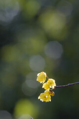 黄色のロウバイ
