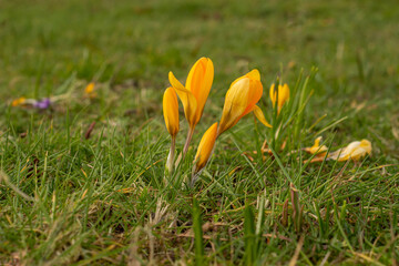 żółte kwiaty na zielonej polanie podczas silnego wiatru