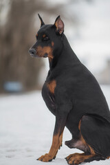 portrait of a dog doberman