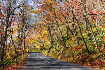 Oirase stream in Aomori prefecture, Tohoku, Japan.