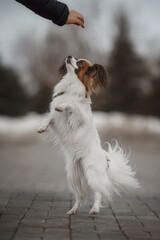 portrait of a Papillon dog in winter park