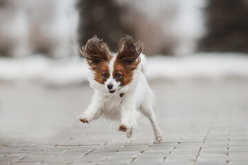 portrait of a Papillon dog in winter park