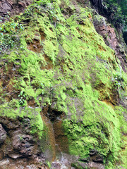 moss covered rocks