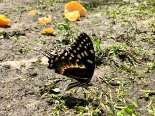 butterfly on a flower