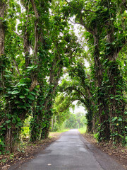tropical forest road