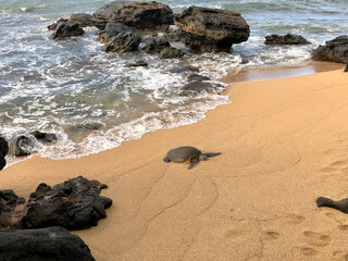 turtle returning to beach