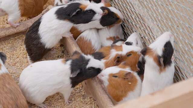 Brood of hungry Guinea pigs asking food climbing on metal net in breed farm