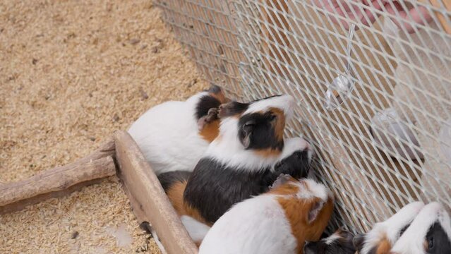 Guinea pigs rush to eating special food from the spoon through the metal fence