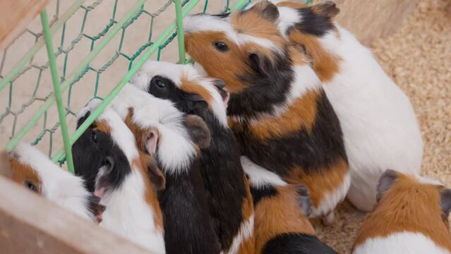 Line or group of Guinea pigs waiting for the food near the metal cage wire fence