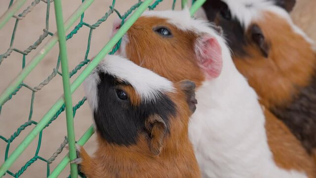 Human's hand gives carrot to Guinea pigs through the fence