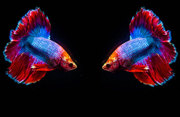 Two Thai blue-red fighting fish facing each other on isolated black background.