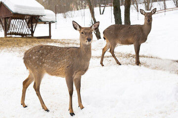 Two beautiful young deer in the zoo in winter